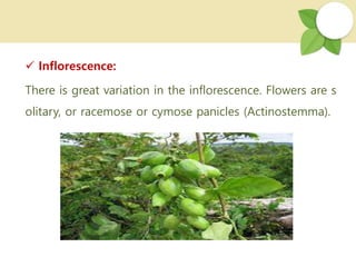  Inflorescence:
There is great variation in the inflorescence. Flowers are s
olitary, or racemose or cymose panicles (Actinostemma).
 