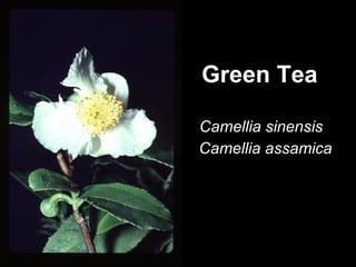 Green Tea Camellia sinensis Camellia assamica 