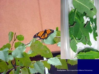 Photographer:  (both images)Elena Williams/ Pic4Learning 