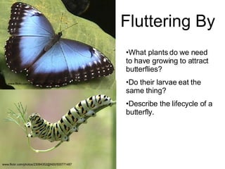 Fluttering By What plants do we need to have growing to attract butterflies? Do their larvae eat the same thing? Describe the lifecycle of a butterfly. www.flickr.com/photos/23084352@N00/500771487 www.flickr.com/photos/68008857@N00/525735562 