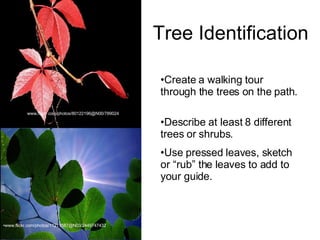 Tree Identification www.flickr.com/photos/80122196@N00/789024   www.flickr.com/photos/11211587@N03/2449747432 Create a walking tour through the trees on the path.  Describe at least 8 different trees or shrubs. Use pressed leaves, sketch or “rub” the leaves to add to your guide.  