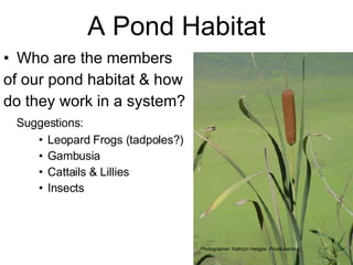 A Pond Habitat Who are the members of our pond habitat & how do they work in a system?  Suggestions: Leopard Frogs (tadpoles?) Gambusia Cattails & Lillies Insects Photographer: Kathryn Hedges  Pics4Learning. 