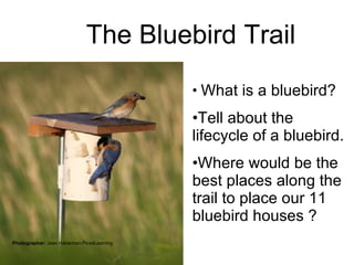 Photographer:  Jean Haberman Pics4Learning The Bluebird Trail What is a bluebird? Tell about the lifecycle of a bluebird. Where would be the best places along the trail to place our 11 bluebird houses ? 