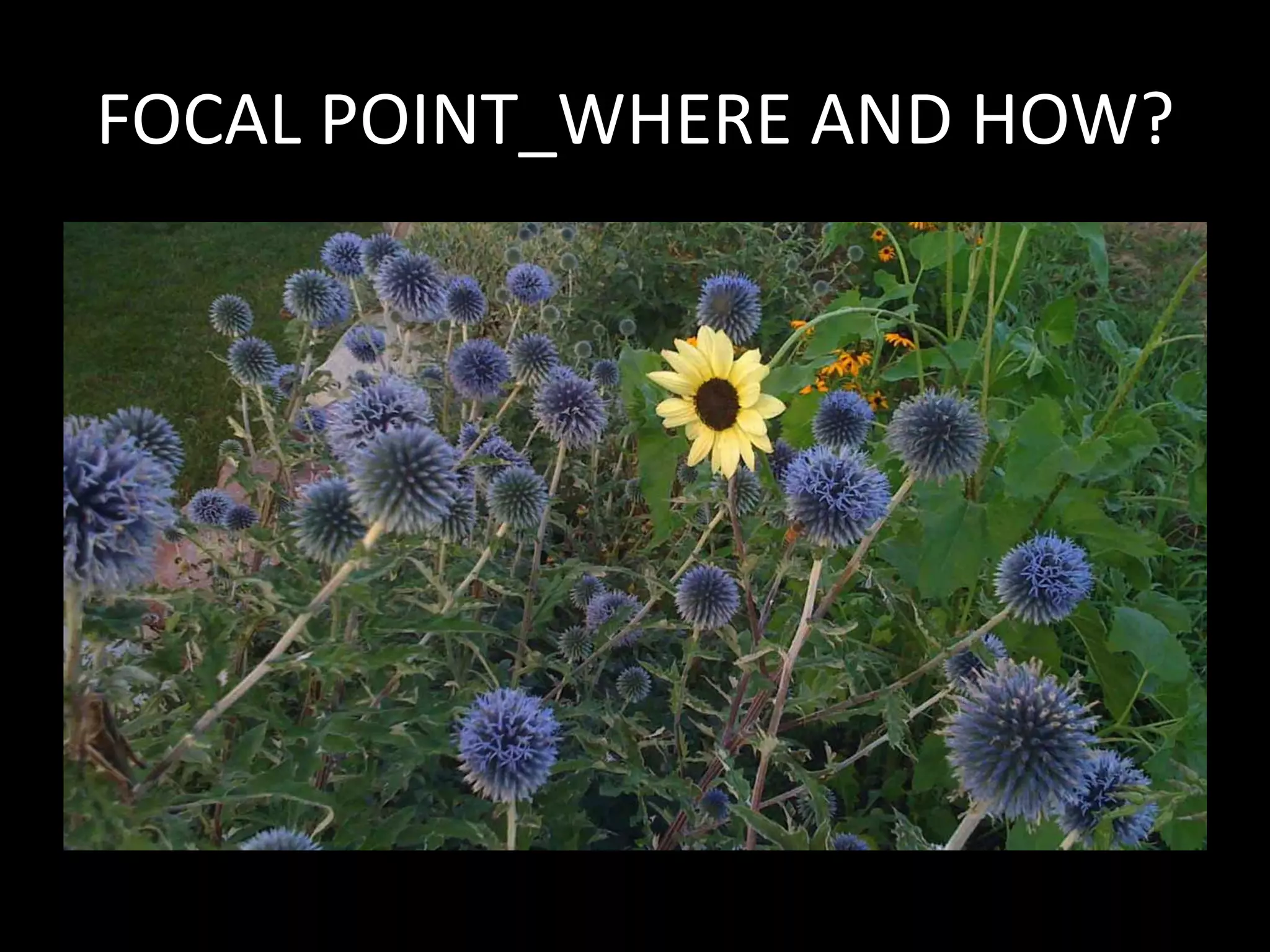 FOCAL POINT_WHERE AND HOW?
 