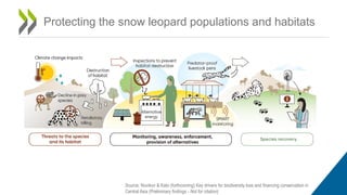 Protecting the snow leopard populations and habitats
Source: Novikov & Kato (forthcoming) Key drivers for biodiversity loss and financing conservation in
Central Asia (Preliminary findings - Not for citation)
 