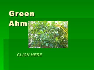 Green Ahmedabad CLICK HERE 