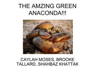 THE AMZING GREEN ANACONDA!!! CAYLAH MOSES, BROOKE TALLARD, SHAHBAZ KHATTAK 