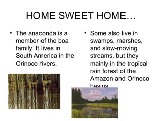 HOME SWEET HOME… The anaconda is a member of the boa family. It lives in South America in the Orinoco rivers.  Some also live in swamps, marshes, and slow-moving streams, but they mainly in the tropical rain forest of the Amazon and Orinoco basins. 