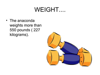 WEIGHT.... The anaconda weights more than 550 pounds ( 227 kilograms).  