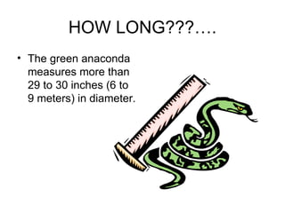 HOW LONG???…. The green anaconda measures more than 29 to 30 inches (6 to 9 meters) in diameter. 