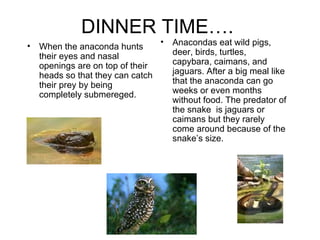 DINNER TIME…. When the anaconda hunts their eyes and nasal openings are on top of their heads so that they can catch their prey by being completely submereged. Anacondas eat wild pigs, deer, birds, turtles, capybara, caimans, and jaguars. After a big meal like that the anaconda can go weeks or even months without food. The predator of the snake  is jaguars or caimans but they rarely come around because of the snake’s size.  