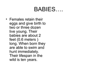 BABIES…. Females retain their eggs and give birth to two or three dozen live young. Their babies are about 2 feet (0.6 meters ) long. When born they are able to swim and hunt immediately. Their lifespan in the wild is ten years.  