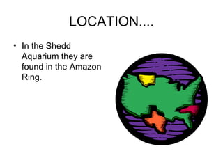 LOCATION.... In the Shedd Aquarium they are found in the Amazon Ring. 