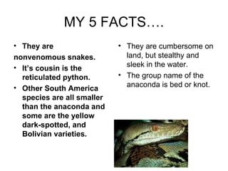 MY 5 FACTS…. They are  nonvenomous snakes.  It’s cousin is the reticulated python.  Other South America species are all smaller than the anaconda and some are the yellow dark-spotted, and Bolivian varieties. They are cumbersome on land, but stealthy and sleek in the water. The group name of the anaconda is bed or knot. 