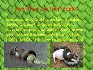 How They Use Their Bodies
Anacondas are one of the the largest snakes in
the world. Using their powerful bodies to
squeeze their prey, they tighten their grip every
time the animal exhales, until it cannot take
another breath. Then, they swallow their food
whole.
 
