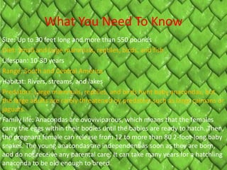 What You Need To Know
Size: Up to 30 feet long and more than 550 pounds
Diet: Small and large mammals, reptiles, birds, and fish
Lifespan: 10-30 years
Range: South and Central America
Habitat: Rivers, streams, and lakes
Predators: Large mammals, reptiles, and birds hunt baby anacondas, but
the large adults are rarely threatened by predators such as large caimans or
jaguars.
Family life: Anacondas are ovoviviparous, which means that the females
carry the eggs within their bodies until the babies are ready to hatch. Then,
the pregnant female can release from 12 to more than 80 2-foot-long baby
snakes. The young anacondas are independent as soon as they are born,
and do not receive any parental care. It can take many years for a hatchling
anaconda to be old enough to breed.
 