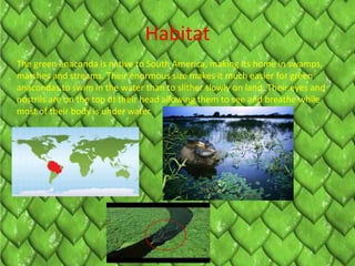 Habitat
The green anaconda is native to South America, making its home in swamps,
marshes and streams. Their enormous size makes it much easier for green
anacondas to swim in the water than to slither slowly on land. Their eyes and
nostrils are on the top of their head allowing them to see and breathe while
most of their body is under water.
 