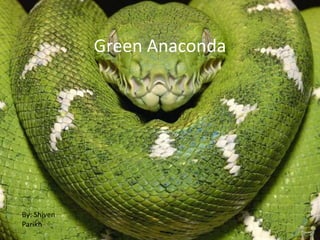 Green Anaconda
By: Shiven
Parikh
 