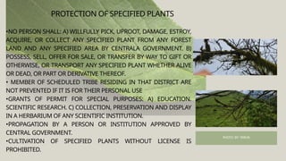 PHOTO BY- TARUN
•NO PERSON SHALL: A) WILLFULLY PICK, UPROOT, DAMAGE, ESTROY,
ACQUIRE, OR COLLECT ANY SPECIFIED PLANT FROM ANY FOREST
LAND AND ANY SPECIFIED AREA BY CENTRALA GOVERNMENT. B)
POSSESS, SELL, OFFER FOR SALE, OR TRANSFER BY WAY TO GIFT OR
OTHERWISE, OR TRANSPORT ANY SPECIFIED PLANT WHETHER ALIVE
OR DEAD, OR PART OR DERIVATIVE THEREOF.
• MEMBER OF SCHEDULED TRIBE RESIDING IN THAT DISTRICT ARE
NOT PREVENTED IF IT IS FOR THEIR PERSONAL USE
•GRANTS OF PERMIT FOR SPECIAL PURPOSES: A) EDUCATION.
SCIENTIFIC RESEARCH. C) COLLECTION, PRESERVATION AND DISPLAY
IN A HERBARIUM OF ANY SCIENTIFIC INSTITUTION.
•PROPAGATION BY A PERSON OR INSTITUTION APPROVED BY
CENTRAL GOVERNMENT.
•CULTIVATION OF SPECIFIED PLANTS WITHOUT LICENSE IS
PROHIBITED.
PROTECTION OF SPECIFIED PLANTS
 