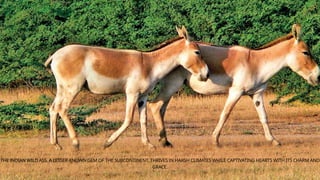 THE INDIAN WILD ASS, A LESSER-KNOWN GEM OF THE SUBCONTINENT, THRIVES IN HARSH CLIMATES WHILE CAPTIVATING HEARTS WITH ITS CHARM AND
GRACE.
 