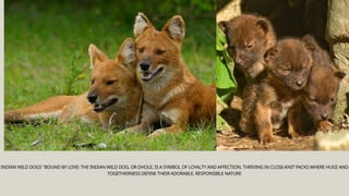 INDIAN WILD DOGS "BOUND BY LOVE: THE INDIAN WILD DOG, OR DHOLE, IS A SYMBOL OF LOYALTY AND AFFECTION, THRIVING IN CLOSE-KNIT PACKS WHERE HUGS AND
TOGETHERNESS DEFINE THEIR ADORABLE, RESPONSIBLE NATURE
 