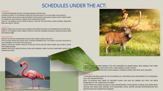 SCHEDULE I:
IT COVERS ENDANGERED SPECIES THAT NEED RIGOROUS PROTECTION.
A PERSON IS LIABLE TO THE HARSHEST PENALTIES FOR VIOLATION OF THE LAW UNDER THIS SCHEDULE.
SPECIES UNDER THIS SCHEDULE ARE PROHIBITED TO BE HUNTED THROUGHOUT INDIA, EXCEPT UNDER THREAT
TO HUMAN LIFE OR IN CASE OF A DISEASE THAT IS BEYOND RECOVERY.
SOME OF THE ANIMALS LISTED UNDER SCHEDULE I INCLUDE THE BLACK BUCK, SNOW LEOPARD, HIMALAYAN
BEAR AND ASIATIC CHEETAH.
SCHEDULE II:
ANIMALS UNDER THIS LIST ARE ALSO ACCORDED HIGH PROTECTION WITH THE PROHIBITION ON THEIR TRADE.
SOME OF THE ANIMALS LISTED UNDER SCHEDULE II INCLUDE ASSAMESE MACAQUE, HIMALAYAN BLACK BEAR
AND INDIAN COBRA.
SCHEDULE III & IV:
SPECIES THAT ARE NOT ENDANGERED ARE INCLUDED UNDER SCHEDULE III AND IV.
THIS INCLUDES PROTECTED SPECIES WITH HUNTING PROHIBITED BUT THE PENALTY FOR ANY VIOLATION IS
LESS COMPARED TO THE FIRST TWO SCHEDULES.
ANIMALS PROTECTED UNDER SCHEDULE III INCLUDE CHITAL (SPOTTED DEER), BHARAL (BLUE SHEEP), HYENA,
AND SAMBHAR (DEER).
ANIMALS PROTECTED UNDER SCHEDULE IV INCLUDE FLAMINGO, HARES, FALCONS, KINGFISHERS, MAGPIE, AND
HORSESHOES CRABS.
SCHEDULE V:
THIS SCHEDULE CONTAINS ANIMALS THAT ARE CONSIDERED AS VERMIN (SMALL WILD ANIMALS THAT CARRY
DISEASE AND DESTROY PLANTS AND FOOD). THESE ANIMALS CAN BE HUNTED.
IT INCLUDES ONLY FOUR SPECIES OF WILD ANIMALS: COMMON CROWS, FRUIT BATS, RATS, AND MICE.
SCHEDULE VI:
IT PROVIDES FOR REGULATION IN THE CULTIVATION OF A SPECIFIED PLANT AND RESTRICTS ITS POSSESSION,
SALE, AND TRANSPORTATION.
BOTH CULTIVATION AND TRADE OF SPECIFIED PLANTS CAN ONLY BE CARRIED OUT WITH THE PRIOR
PERMISSION OF THE COMPETENT AUTHORITY.
PLANTS PROTECTED UNDER SCHEDULE VI INCLUDE BEDDOMES’ CYCAD (NATIVE TO INDIA), BLUE VANDA (BLUE
ORCHID), RED VANDA (RED ORCHID), KUTH (SAUSSUREA LAPPA), SLIPPER ORCHIDS (PAPHIOPEDILUM SPP.)
AND PITCHER PLANT (NEPENTHES KHASIANA
SCHEDULES UNDER THE ACT:
 