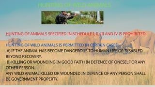 HUNTING OF ANIMALS SPECIFIED IN SCHEDULE I, II, III AND IV IS PROHIBITED.
HUNTING OF WILD ANIMALS IS PERMITTED IN CERTAIN CASES:
A) IF THE ANIMAL HAS BECOME DANGEROUS TO HUMAN LIFE OR DISABLED
BEYOND RECOVERY.
B) KILLING OR WOUNDING IN GOOD FAITH IN DEFENCE OF ONESELF OR ANY
OTHER PERSON.
ANY WILD ANIMAL KILLED OR WOUNDED IN DEFENCE OF ANY PERSON SHALL
BE GOVERNMENT PROPERTY.
HUNTING OF WILD ANIMALS
 