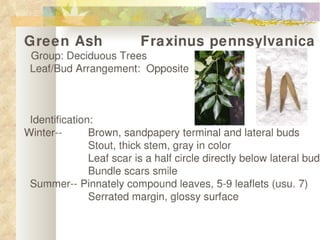 Green ash show