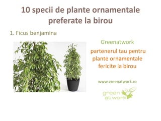 10 specii de plante ornamentale
           preferate la birou
1. Ficus benjamina
                          Greenatwork
                      partenerul tau pentru
                       plante ornamentale
                         fericite la birou

                        www.greenatwork.ro
                         gsm 0745 037 151
 