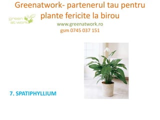 Greenatwork- partenerul tau pentru
       plante fericite la birou
                   www.greenatwork.ro
                    gsm 0745 037 151




7. SPATIPHYLLIUM
 