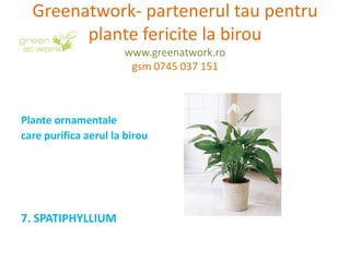Greenatwork- partenerul tau pentru
        plante fericite la birou
                      www.greenatwork.ro
                       gsm 0745 037 151



Plante ornamentale
care purifica aerul la birou




7. SPATIPHYLLIUM
 
