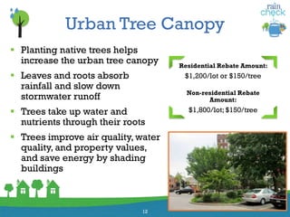 Urban Tree Canopy
 Planting native trees helps
increase the urban tree canopy
 Leaves and roots absorb
rainfall and slow down
stormwater runoff
 Trees take up water and
nutrients through their roots
 Trees improve air quality, water
quality, and property values,
and save energy by shading
buildings
12
Residential Rebate Amount:
$1,200/lot or $150/tree
Non-residential Rebate
Amount:
$1,800/lot; $150/tree
 