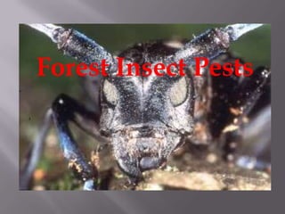Forest Insect Pests
 