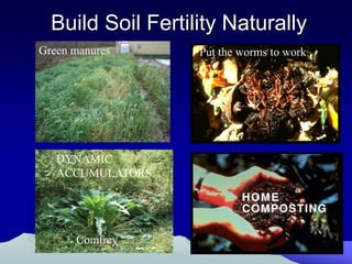 Build Soil Fertility Naturally
Green manures      Put the worms to work




   DYNAMIC
   ACCUMULATORS




      Comfrey
 