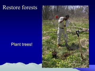 Restore forests




   Plant trees!
 