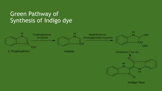 N
H
C
OH
Oxidation by air
N
H
C
O
N
H
C
O
L-Tryptophan
Indigo Dye
Tryptophanse
Enzyme N
H
CH
Naphthalene
Deoxygenase Enzyme
N
H
CH
OH
OH
Indole
Green Pathway of
Synthesis of Indigo dye
 