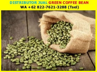 DISTRIBUTOR JUAL GREEN COFFEE BEAN
WA +62 822-7621-3288 (Tsel)
 