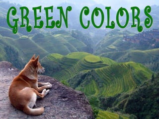 GREEN COLORS 