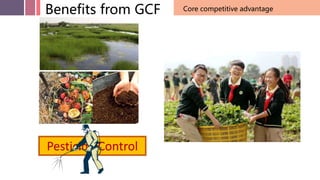 Benefits from GCF Core competitive advantage
Pesticide Control
 
