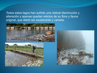 Todos estos lagos han sufrido una radical disminución y
alteración y apenas quedan relictos de su flora y fauna
original, que debió ser exuberante y variada.
 