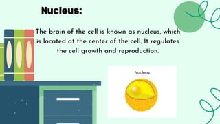 Nucleus:
The brain of the cell is known as nucleus, which
is located at the center of the cell. It regulates
the cell growth and reproduction.
 