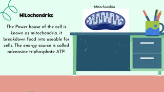 Mitochondria:
The Power house of the cell is
known as mitochondria. it
breakdown food into useable for
cells. The energy source is called
adenosine triphosphate ATP.
Mitochondria
 