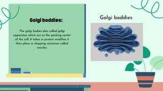 Golgi boddies:
The golgi bodies also called golgi
apparatus which act as the packing center
of the cell. It takes in protein modifies it
then place in shipping container called
vesicles.
Golgi boddies
 