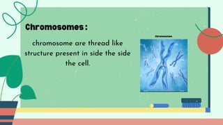 Chromosomes :
chromosome are thread like
structure present in side the side
the cell.
Chromosomes
 