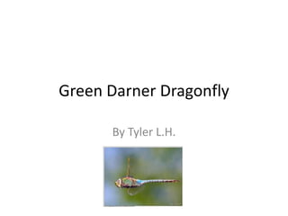 Green Darner Dragonfly By Tyler L.H. 