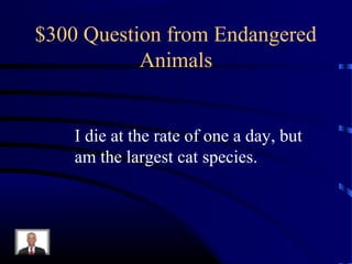 $300 Question from Endangered
           Animals


    I die at the rate of one a day, but
    am the largest cat species.
 