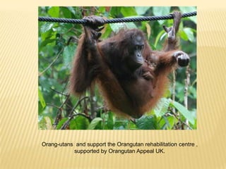Orang-utans and support the Orangutan rehabilitation centre ,
           supported by Orangutan Appeal UK.
 