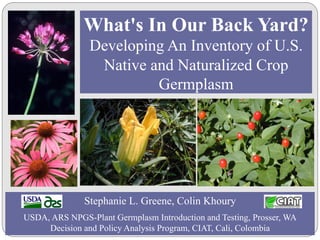 What's In Our Back Yard?
                      Developing An Inventory of U.S.
                       Native and Naturalized Crop
                               Germplasm
    (F. Cox, 2007)




                     Stephanie L. Greene, Colin Khoury
USDA, ARS NPGS-Plant Germplasm Introduction and Testing, Prosser, WA
     Decision and Policy Analysis Program, CIAT, Cali, Colombia
 