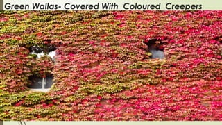 Green Wallas- Covered With Coloured Creepers
 