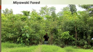 Miyawaki Forest
 
